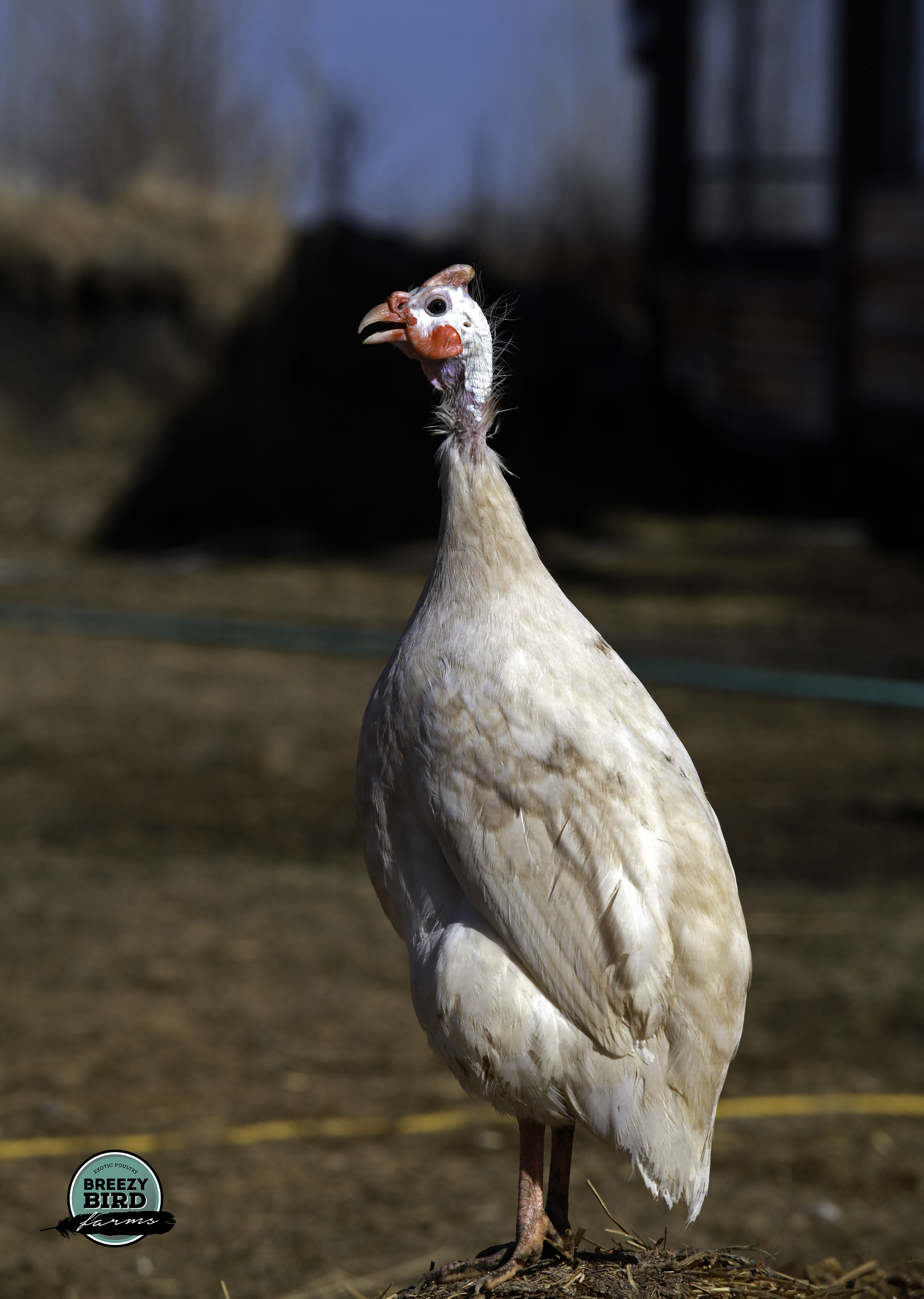 guinea fowl guinea fowl color chart